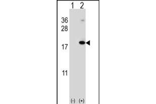 RNF5 antibody  (AA 1-30)