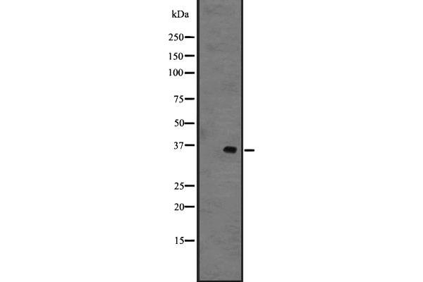 GPR141 antibody  (Internal Region)
