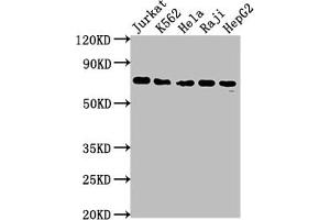 Recombinant FUBP1 anticorps