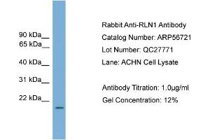 Image no. 1 for anti-Relaxin 1 (RLN1) (Middle Region) antibody (ABIN2786863)