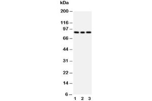 Image no. 3 for anti-Phosphoinositide 3 Kinase, p85 alpha (PI3K p85a) (AA 447-461) antibody (ABIN3029749)