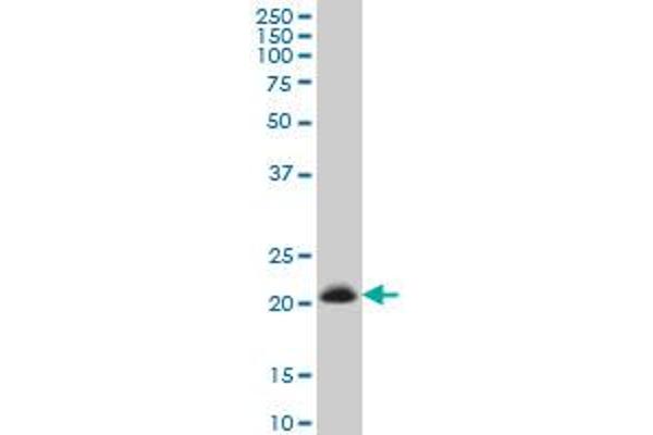 TIMP2 antibody  (AA 27-220)