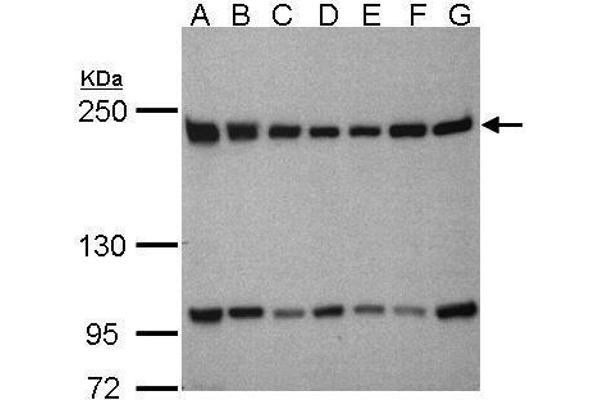 BTAF1 antibody  (C-Term)