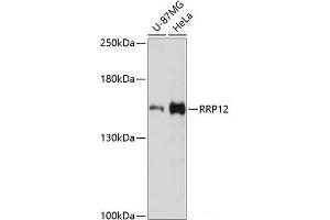 Western blot analysis of extracts of various cell lines using RRP12 Polyclonal Antibody at dilution of 1:3000.