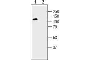 DPP6 antibody  (C-Term, Extracellular)