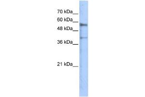Image no. 1 for anti-Kringle Containing Transmembrane Protein 1 (KREMEN1) (N-Term) antibody (ABIN2782050)