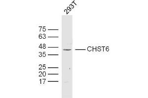Image no. 1 for anti-Carbohydrate (N-Acetylglucosamine 6-O) Sulfotransferase 6 (CHST6) (AA 101-200) antibody (ABIN5675368)