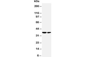 Image no. 1 for anti-Microtubule Star (MTS) (N-Term) antibody (ABIN3031776)