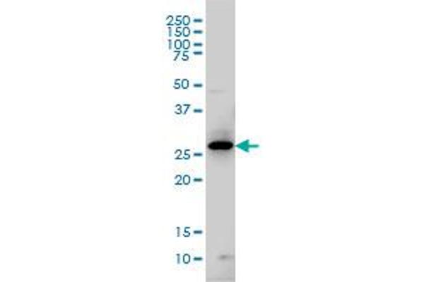 GCH1 anticorps  (AA 84-172)