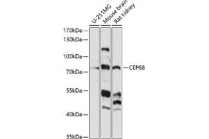 CEP68 anticorps  (AA 1-350)