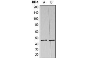 Image no. 3 for anti-Napsin A Aspartic Peptidase (NAPSA) (N-Term) antibody (ABIN2707645)