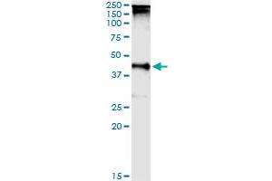 Image no. 2 for anti-TAR (HIV-1) RNA Binding Protein 2 (TARBP2) (AA 1-366) antibody (ABIN520699)
