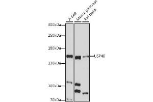USP40 Antikörper  (AA 1173-1247)