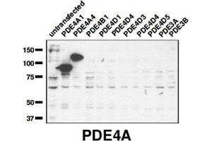 Image no. 1 for anti-phosphodiesterase 4A, CAMP-Specific (PDE4A) (C-Term) antibody (ABIN1042648)