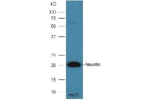 Image no. 2 for anti-Neuritin 1 (NRN1) (AA 51-142) antibody (ABIN740655)
