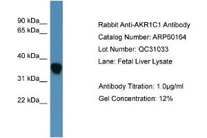 Image no. 2 for anti-Dihydrodiol Dehydrogenase (DDH) (N-Term) antibody (ABIN2788358)