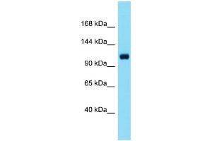 Image no. 1 for anti-Signal Peptide, CUB Domain, EGF-Like 1 (SCUBE1) (C-Term) antibody (ABIN2790194)