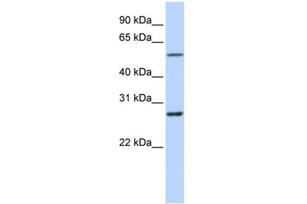 RNF217 Antikörper  (Middle Region)