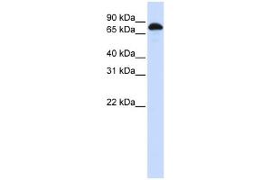 Image no. 1 for anti-Signal Transducer and Activator of Transcription 3 (Acute-Phase Response Factor) (STAT3) (N-Term) antibody (ABIN2780479)