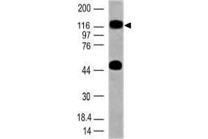 Image no. 1 for anti-Toll-Like Receptor 10 (TLR10) (AA 100-369) antibody (ABIN5027569)