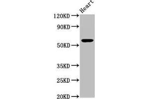 Western Blot Positive WB detected in: Mouse heart tissue All lanes: PSAP antibody at 3.