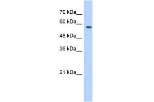 WB Suggested Anti-SF3A3 Antibody Titration:  0.