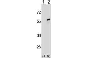 Image no. 2 for anti-Cell Division Cycle 20 Homolog (S. Cerevisiae) (CDC20) (AA 57-84) antibody (ABIN3030439)