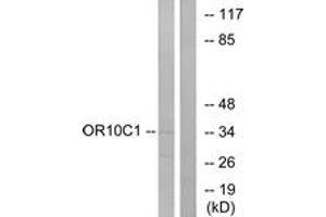Image no. 1 for anti-Olfactory Receptor, Family 10, Subfamily C, Member 1 (OR10C1) (AA 61-110) antibody (ABIN1535796)
