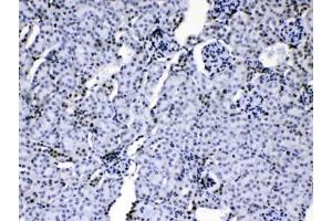 Image no. 3 for anti-Heterogeneous Nuclear Ribonucleoprotein A1 (HNRNPA1) (AA 8-42) antibody (ABIN5647145)