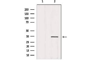 Image no. 2 for anti-Olfactory Receptor, Family 14, Subfamily A, Member 16 (OR14A16) (Internal Region) antibody (ABIN6263885)