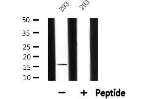 Image no. 2 for anti-Mitochondrial Ribosomal Protein L14 (MRPL14) (C-Term) antibody (ABIN6258513)