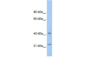 Image no. 1 for anti-14-3-3 theta (YWHAQ) (N-Term) antibody (ABIN2792144)