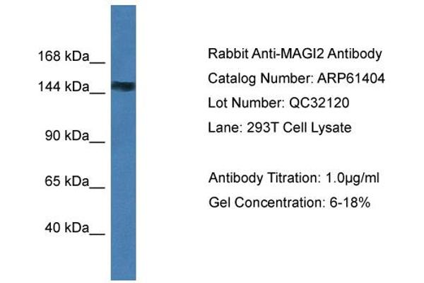 MAGI2 antibody  (N-Term)