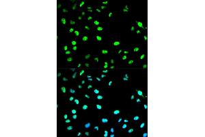 Image no. 2 for anti-Cell Division Cycle 20 Homolog (S. Cerevisiae) (CDC20) antibody (ABIN3021793)