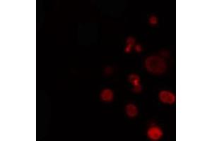 Image no. 2 for anti-Forkhead Box L1 (FOXL1) (Internal Region) antibody (ABIN6257186)