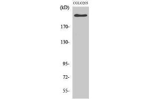 Image no. 1 for anti-Adenomatous Polyposis Coli (APC) (C-Term) antibody (ABIN3183309)