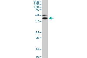 Image no. 4 for anti-RNA Binding Motif Protein 9 (RBM9) (AA 1-100) antibody (ABIN525239)