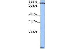 Image no. 1 for anti-Alanyl tRNA Synthetase (AARS) (C-Term) antibody (ABIN633213)