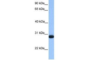 Image no. 1 for anti-Zinc Finger, Matrin-Type 3 (ZMAT3) (N-Term) antibody (ABIN2784331)
