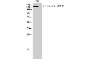 TENC1 Antikörper  (pTyr483)