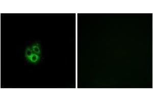 Image no. 1 for anti-G Protein gamma 5 (GNG5) (AA 10-59) antibody (ABIN1534967)