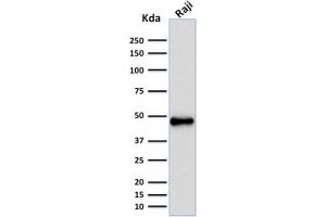 Image no. 1 for anti-Paired Box 5 (PAX5) antibody (ABIN6940254)
