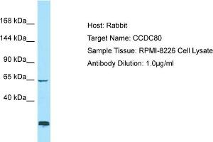 Image no. 1 for anti-Coiled-Coil Domain Containing 80 (CCD80) (C-Term) antibody (ABIN2790396)
