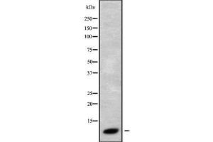 Image no. 1 for anti-Guanine Nucleotide Binding Protein (G Protein), gamma 3 (GNG3) antibody (ABIN6262019)