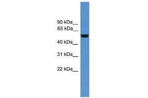 Image no. 1 for anti-Aldehyde Dehydrogenase 9 Family, Member A1 (ALDH9A1) (C-Term) antibody (ABIN2788130)