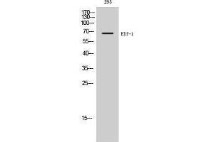 Image no. 1 for anti-Elongation Factor 1 Homolog (ELOF1) (C-Term) antibody (ABIN3184454)