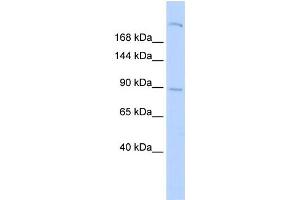 Image no. 1 for anti-Shroom Family Member 2 (SHROOM2) antibody (ABIN2458127)