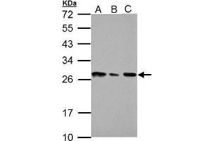 Image no. 5 for anti-High Mobility Group Box 1 (HMGB1) (Center) antibody (ABIN2854997)