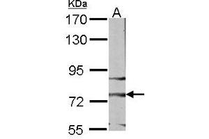 Image no. 2 for anti-Frizzled Family Receptor 3 (FZD3) (AA 1-62) antibody (ABIN467386)