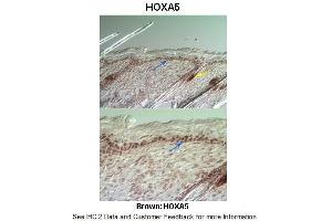 Image no. 3 for anti-Homeobox A5 (HOXA5) (Middle Region) antibody (ABIN2777305)